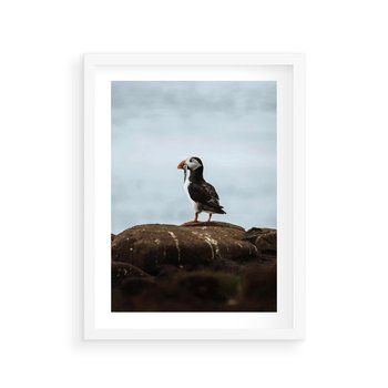 Plakat w ramie 40x50 - Portret Ptaka Morskiego - maskonur, ptak - rama biała