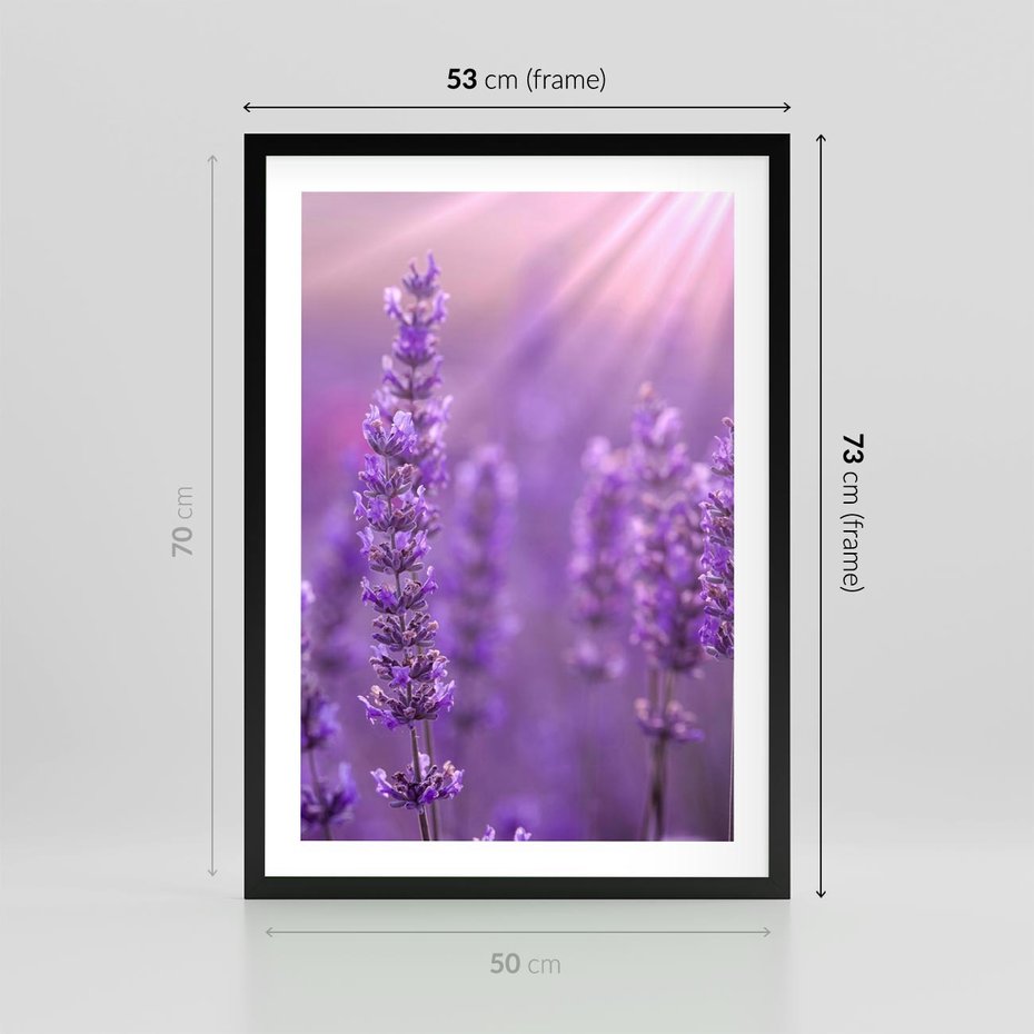 Plakat w ramie 50x70 - Fioletowa harmonia lawendy - lawenda, fiolet - rama czarna