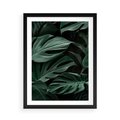 Plakat w ramie 50x70 - Zielone Liście Monstery w Dżungli - zielone liście monstery, dżungla - rama czarna