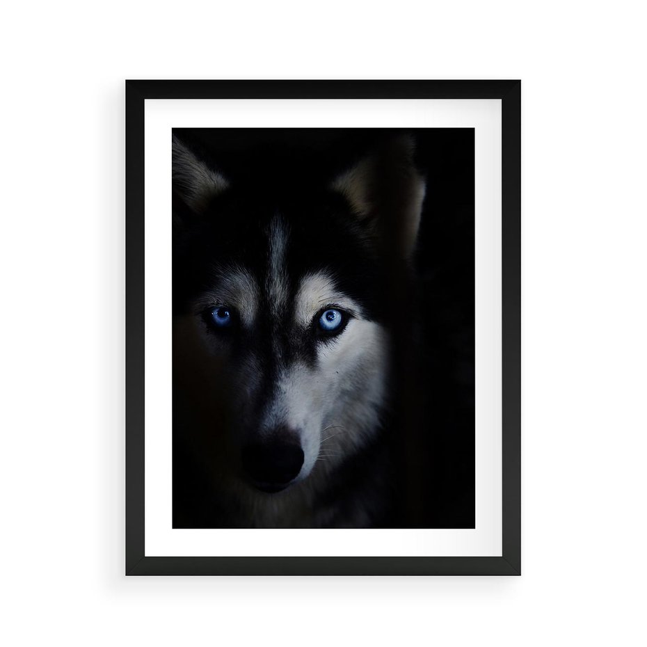 Plakat w ramie 40x50 - Wilk i husky: siła przyjaźni - wilk, husky - rama czarna