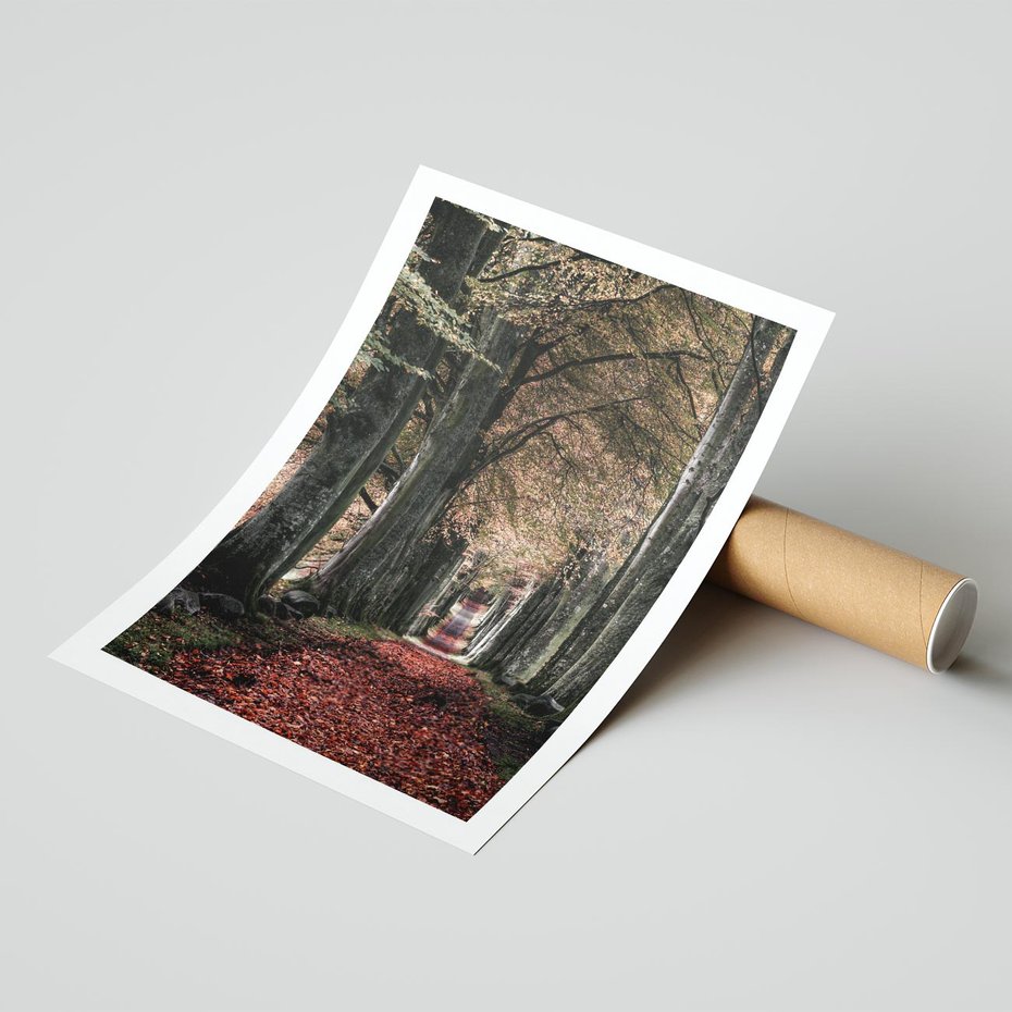 Plakat bez ramy 30x40 - Spacer po Leśnej Drodze - ścieżka w lesie, jesień suche liście