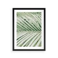 Plakat w ramie 30x40 - Liście Palmy: Egzotyczna Grafika - palma, liście palmy - rama czarna