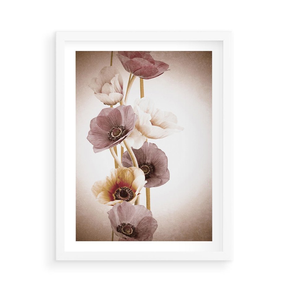 Plakat w ramie 50x70 - Eksplozja kolorów - akwarela, maki - rama biała