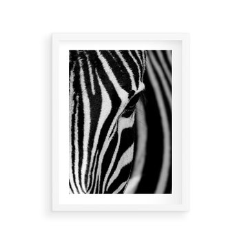 Plakat w ramie 50x70 - Pasy Zebr - zebra, paski - rama biała