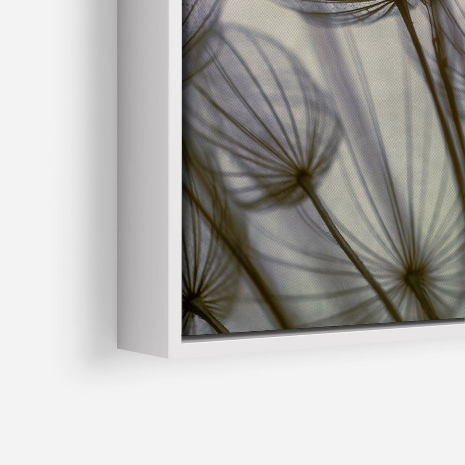 Obraz w ramie 70x100 - Makro dmuchawiec - piękno drobnych detali - dmuchawce, makro - rama biała