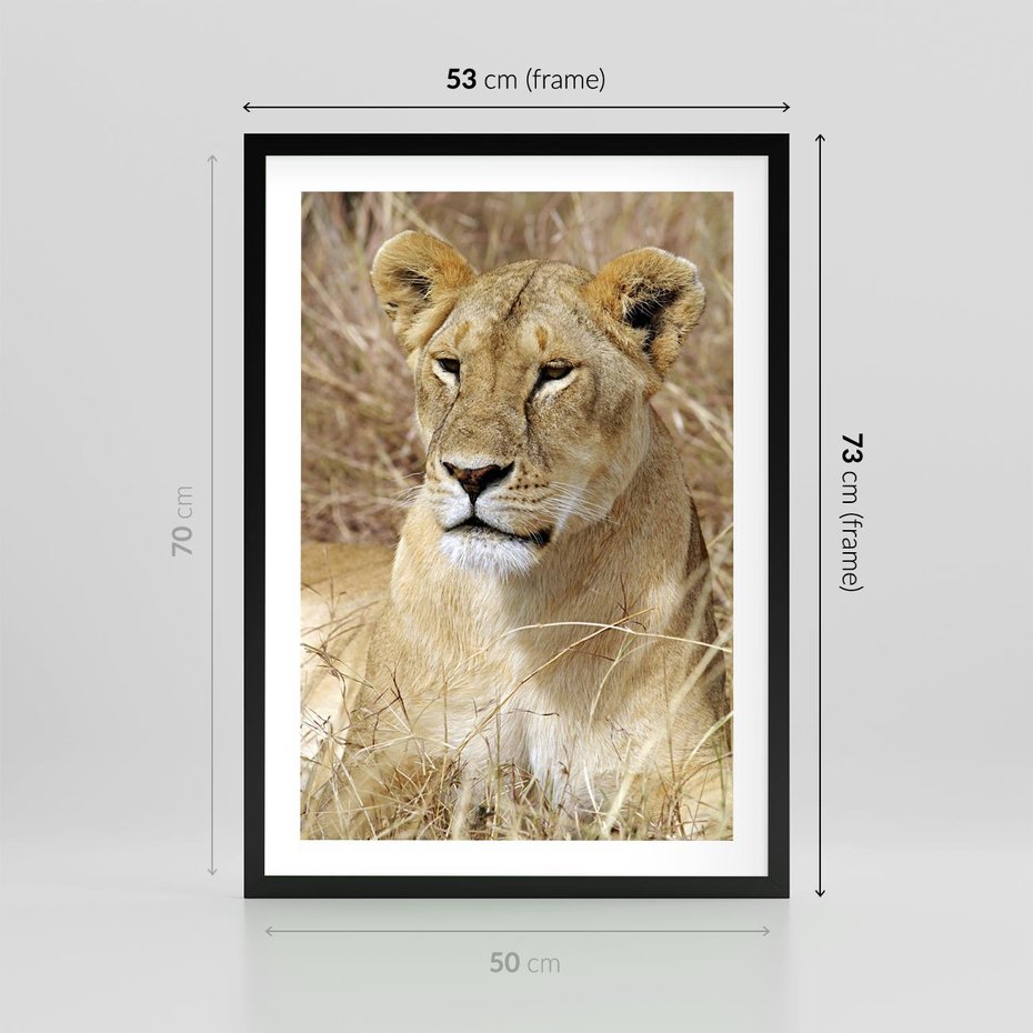 Plakat w ramie 50x70 - Potęga lwów w Afryce - lew, lwica - rama czarna