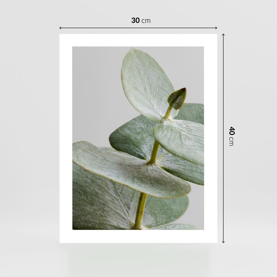 Plakat bez ramy 30x40 - Eukaliptusowa zieleń - eukaliptus, zielone