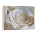 Obraz w ramie 70x50 - Białe róże piękności - białe, róże - rama drewno