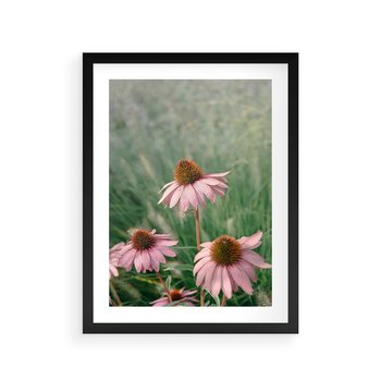 Plakat w ramie 50x70 - Natura w Pełnym Blasku - kwiaty na łące, różowe kwiaty polne - rama czarna