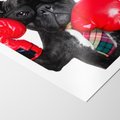 Plakat bez ramy 30x40 - Boksujący mops - pies - boks, mops