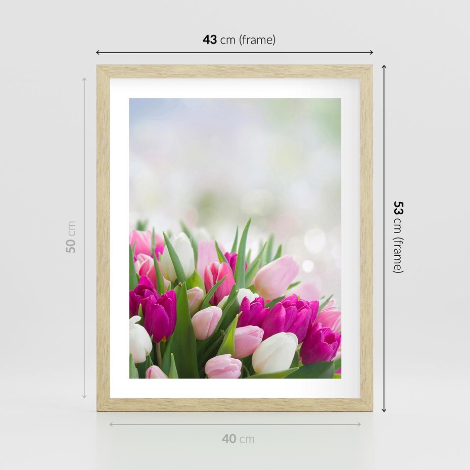 Plakat w ramie 40x50 - Tulipany w pełnym rozkwicie - tulipany, kwiaty - rama drewno