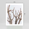 Plakat bez ramy 40x50 - Pustynna Harmonia Gałęzi - pustynna roślina, suche gałęzie