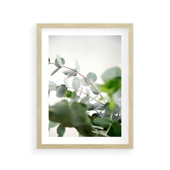 Plakat w ramie 30x40 - Zielony Świat Eukaliptusa - eukaliptus, fotografia - rama drewno