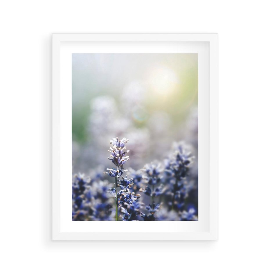 Plakat w ramie 40x50 - Delikatna Uroda Natury - wrzosy, fiolet - rama biała