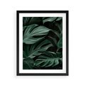 Plakat w ramie 40x50 - Zielone Liście Monstery w Dżungli - zielone liście monstery, dżungla - rama czarna