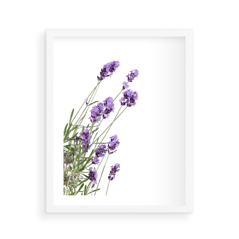 Plakat w ramie 40x50 - Delikatny Urok - lawenda, kwiaty - rama biała