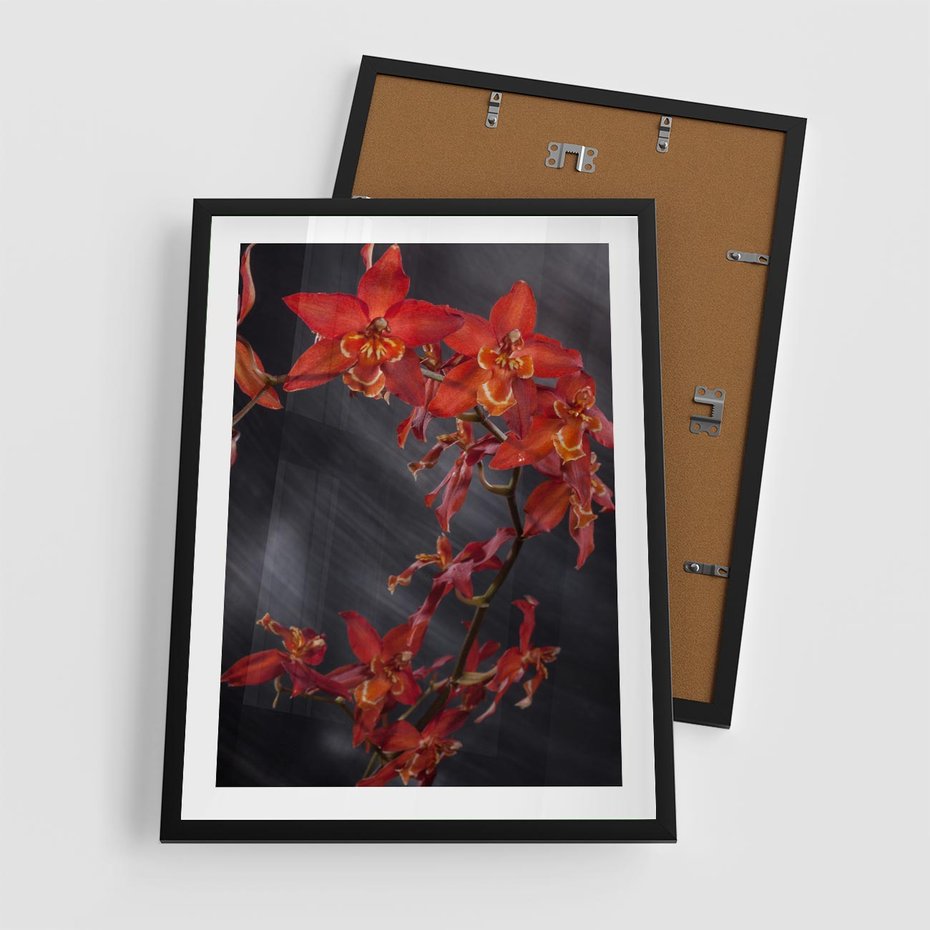 Plakat w ramie 50x70 - Kolorowy Raj - kwiaty, tropikalne - rama czarna