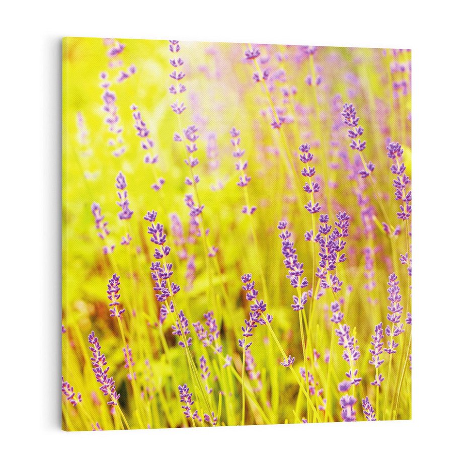 Obraz na płótnie 70x70 - Delikatność natury - lawenda, kwiaty