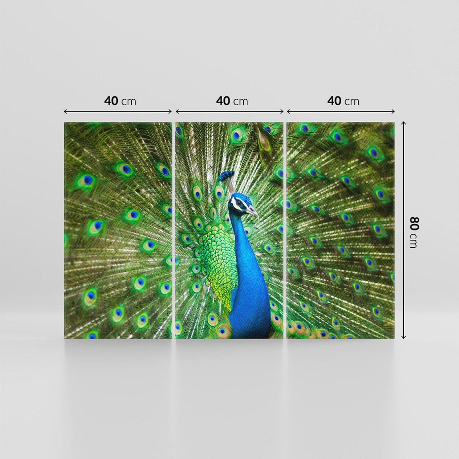 Obraz na płótnie 120x80 - Wspaniałość pawich piór - paw, pióra