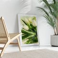 Plakat bez ramy 40x50 - Białe Piękno - białe, tulipany