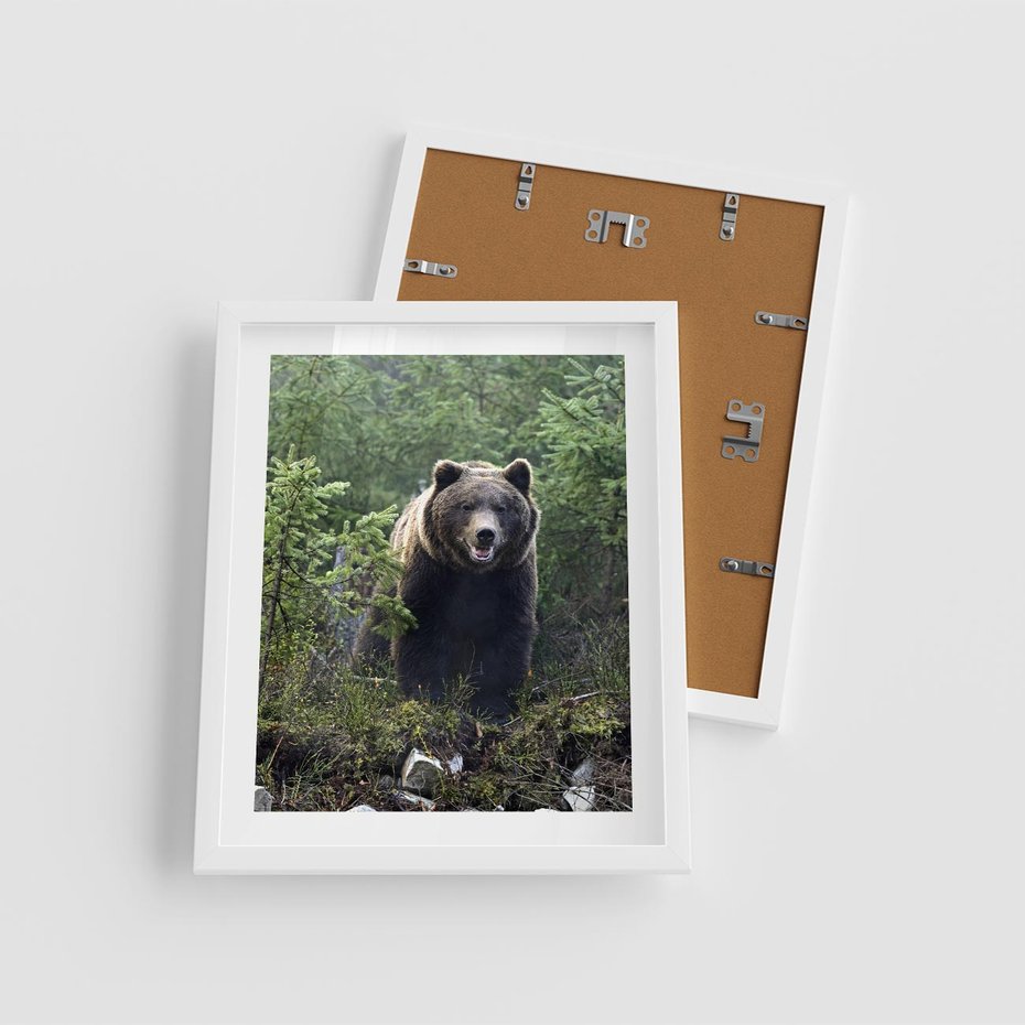 Plakat w ramie 40x50 - Spotkanie z Niedźwiedziem w Lesie - niedźwiedź, las - rama biała