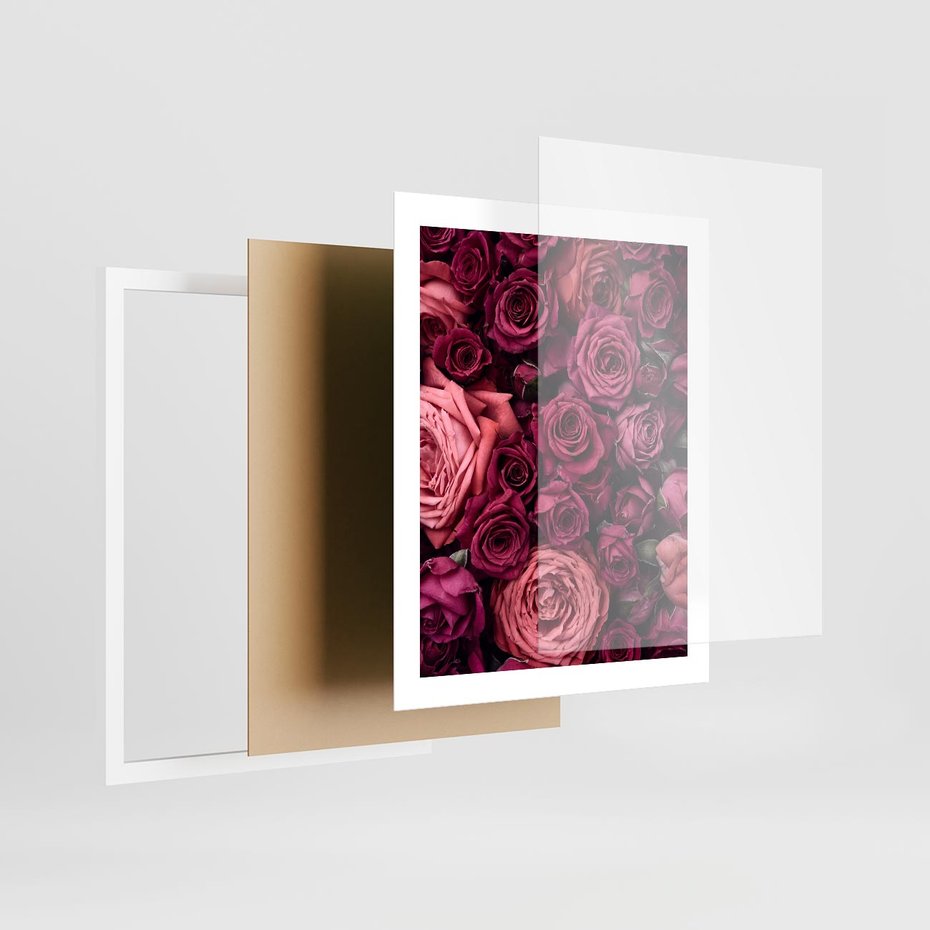 Plakat w ramie 40x50 - Róże - piękno kwiatów - róże, kwiaty - rama biała