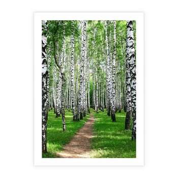 Plakat bez ramy 30x40 - Bajkowy las pełen brzóz - las, brzozy