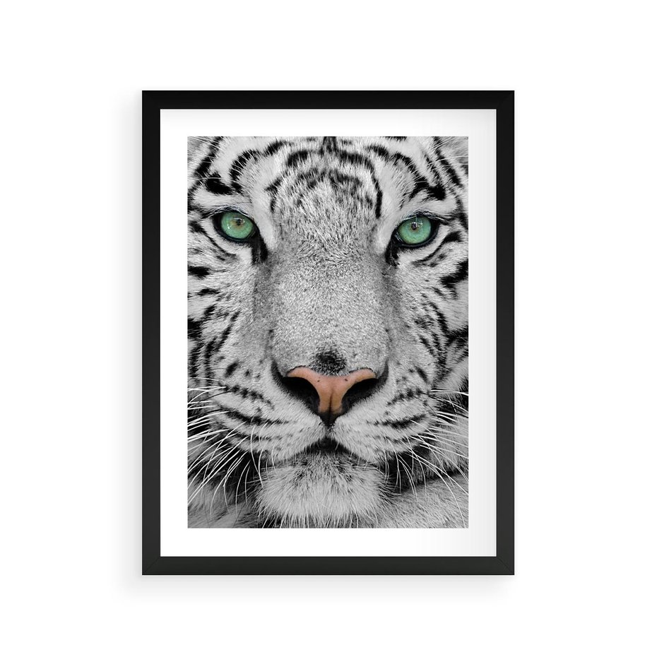 Plakat w ramie 30x40 - Magia Białego Tygrysa - biały, tygrys - rama czarna