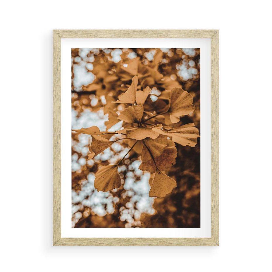 Plakat w ramie 50x70 - Nostalgiczny Miłorząb - miłorząb, liście - rama drewno