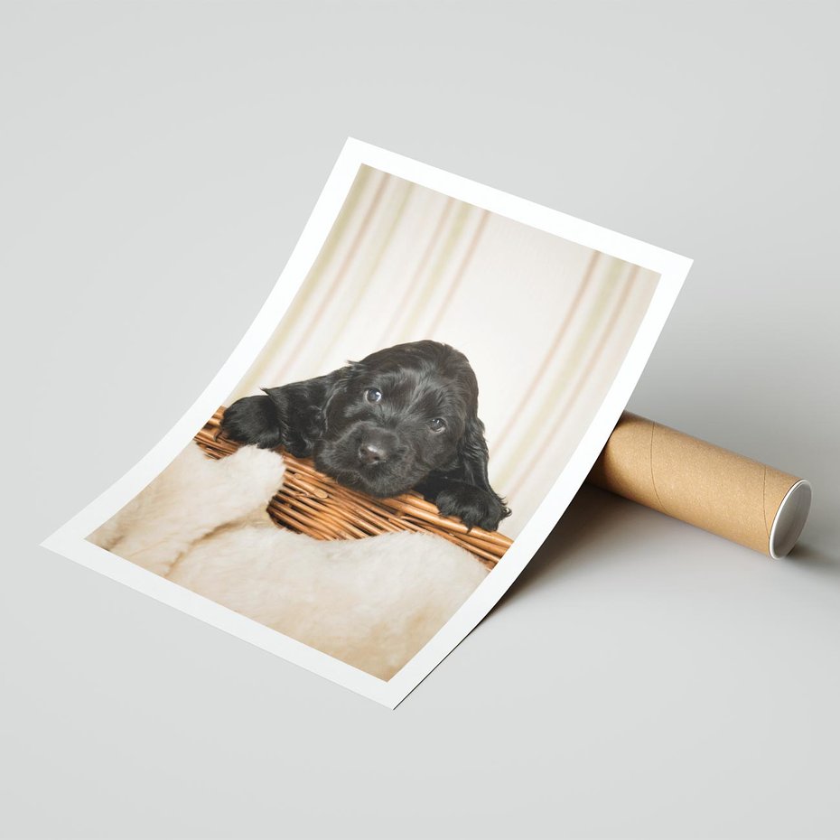 Plakat bez ramy 50x70 - Uroczy szczeniak w akcji - piesek, szczeniak