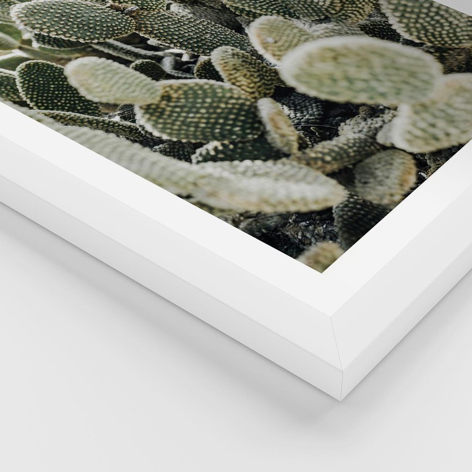 Plakat w ramie 40x50 - Kaktusowa Harmonia - kaktusy, fotografia - rama biała
