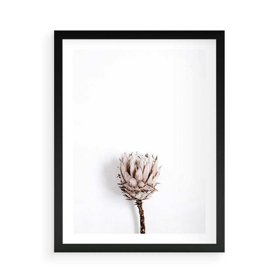 Plakat w ramie 50x70 - Suszona Roślina na Białym Tle - minimalizm, suszona roślina - rama czarna