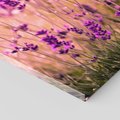Obraz na płótnie 50x70 - Lawenda: Pachnące pole kwiatów - kwiaty, lawenda