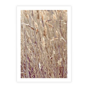 Plakat bez ramy 21x30 - Suche Trawy w Wyjątkowym Stylu - suche trawy, boho styl