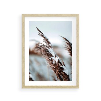 Plakat w ramie 40x50 - Zima na Suchych Trawach - suche trawy, śnieg wysokich na trawach - rama drewno