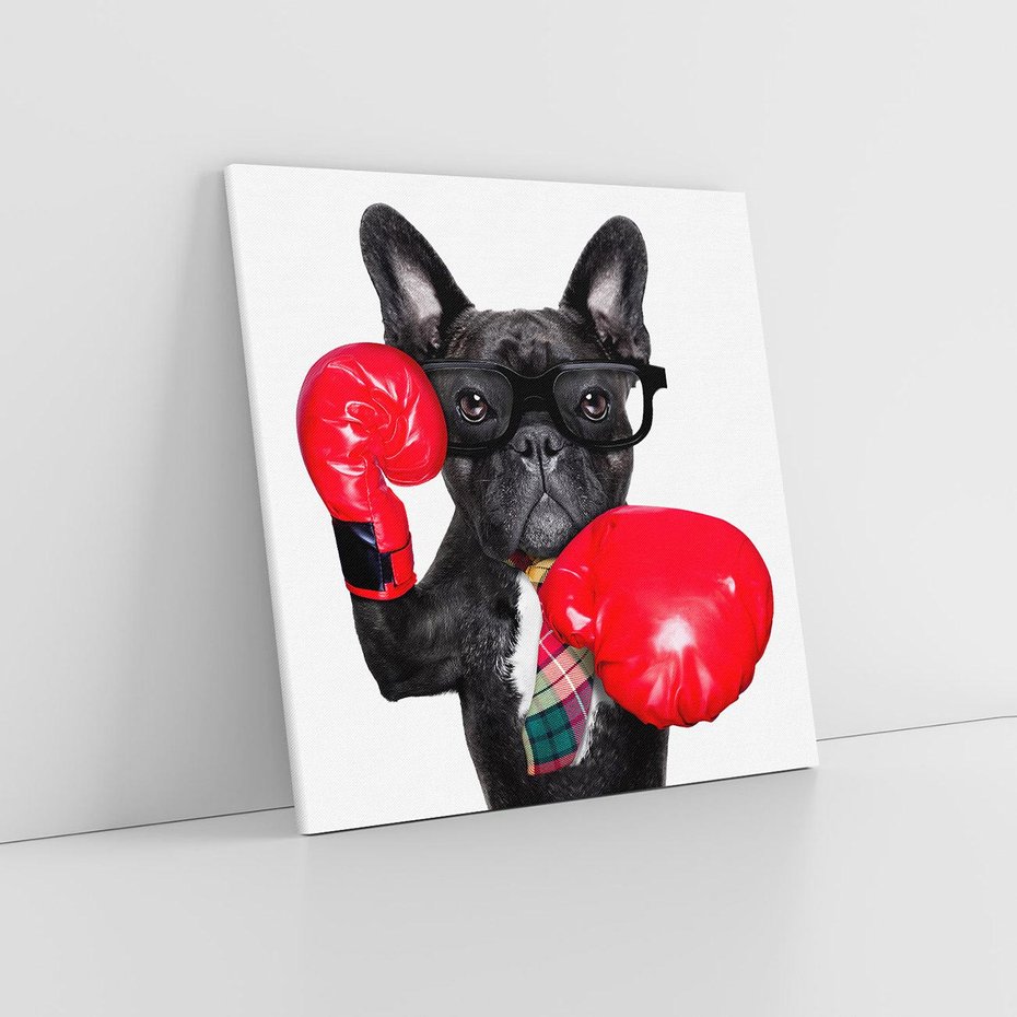 Obraz na płótnie 70x70 - Boksujący mops - pies - boks, mops