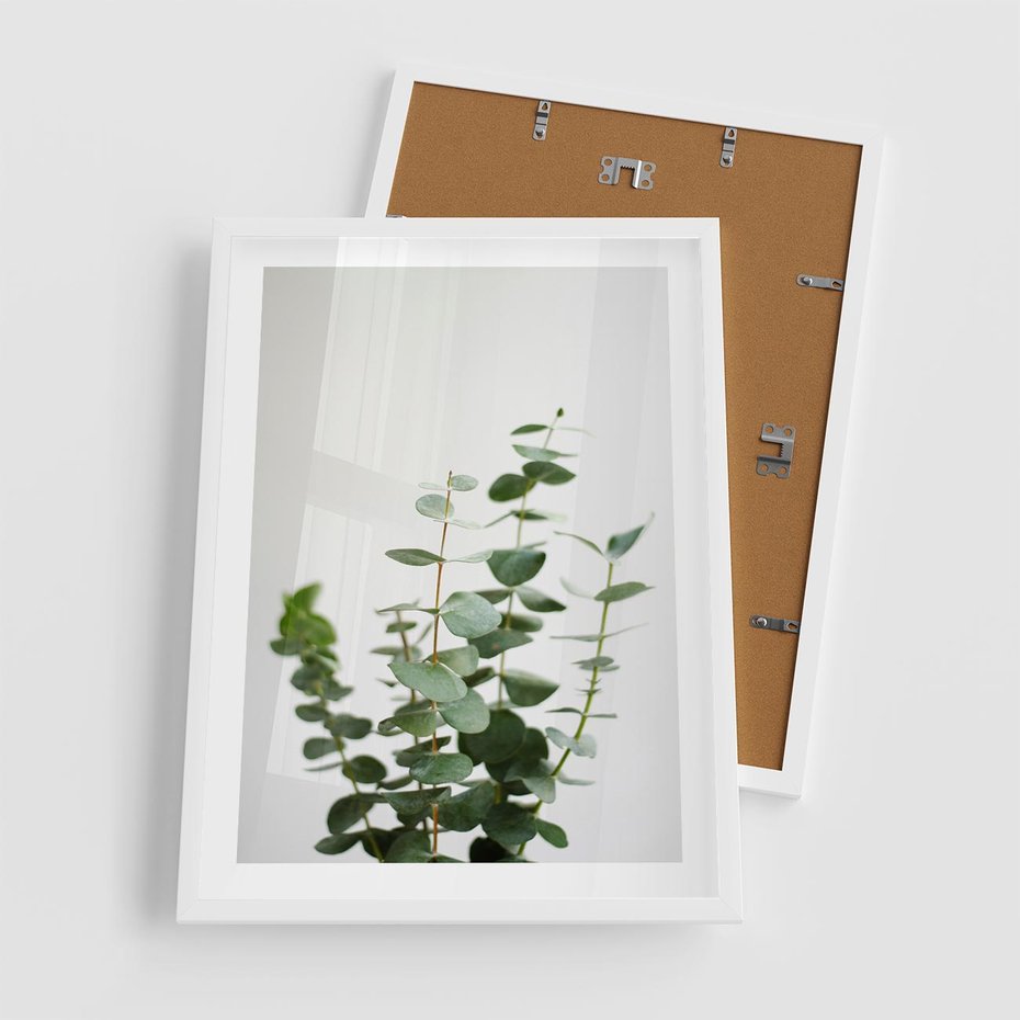 Plakat w ramie 50x70 - Żywa eukaliptusowa zieleń - eukaliptus, zielone - rama biała