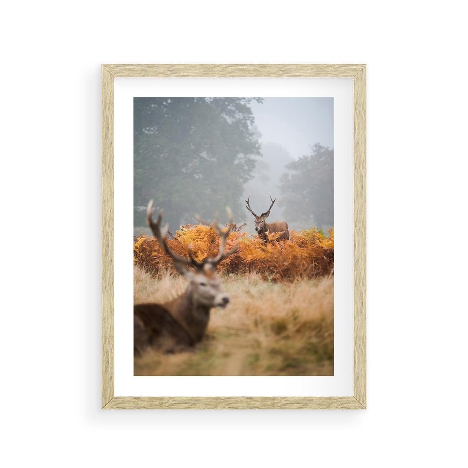 Plakat w ramie 30x40 - Malownicza Harmonia - jelenie, jesień - rama drewno