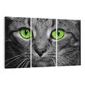 Obraz na płótnie 120x80 - Przestreń nautra doznania - kot, kotek