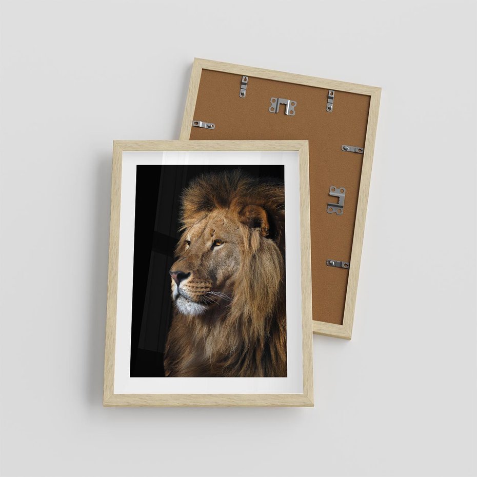 Plakat w ramie 30x40 - Władca Dzikiej Przyrody - lew, król - rama drewno