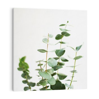 Obraz na płótnie 60x60 - Żywa eukaliptusowa zieleń - eukaliptus, zielone