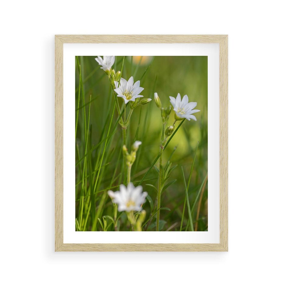 Plakat w ramie 40x50 - Kolorowa łąka - stokrotki, łąka - rama drewno