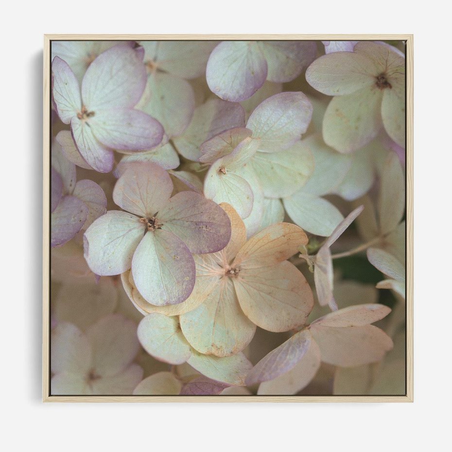 Obraz w ramie 80x80 - Kwiatowy taniec - kwiaty, hortensje - rama drewno