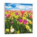 Obraz na płótnie 70x70 - tulipany na łące - kwiaty, tulipany