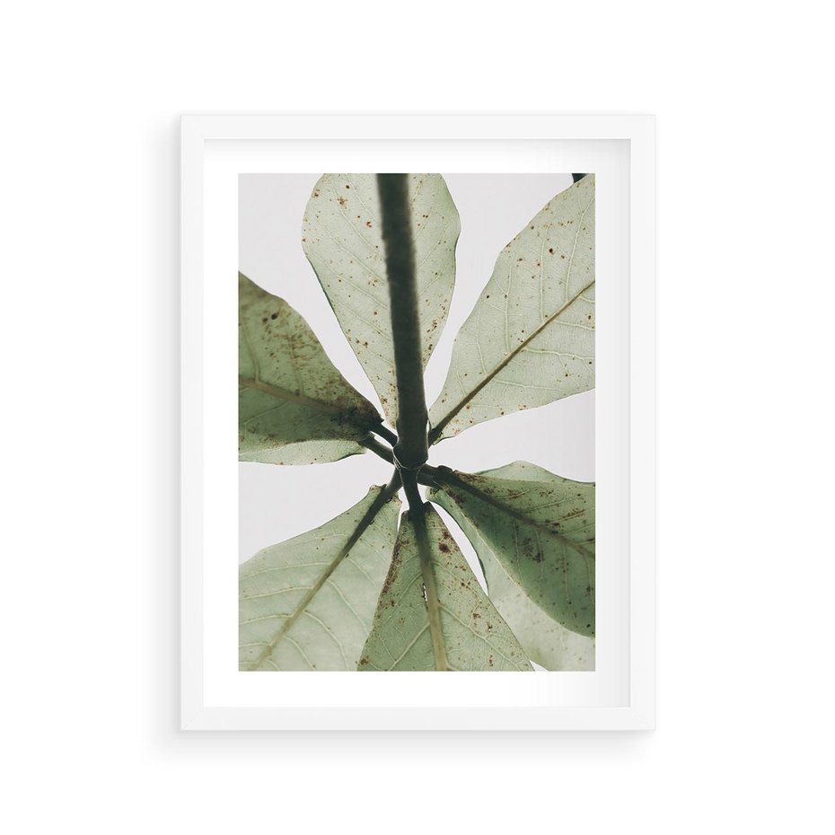 Plakat w ramie 30x40 - Jasna Zieleń w Makro - makro zdjęcie liści, jasna zieleń - rama biała