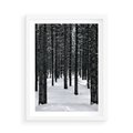 Plakat w ramie 50x70 - Zimowe Drzewa: Śnieg na Pniach - drzew w zimi, pnie drzew - rama biała