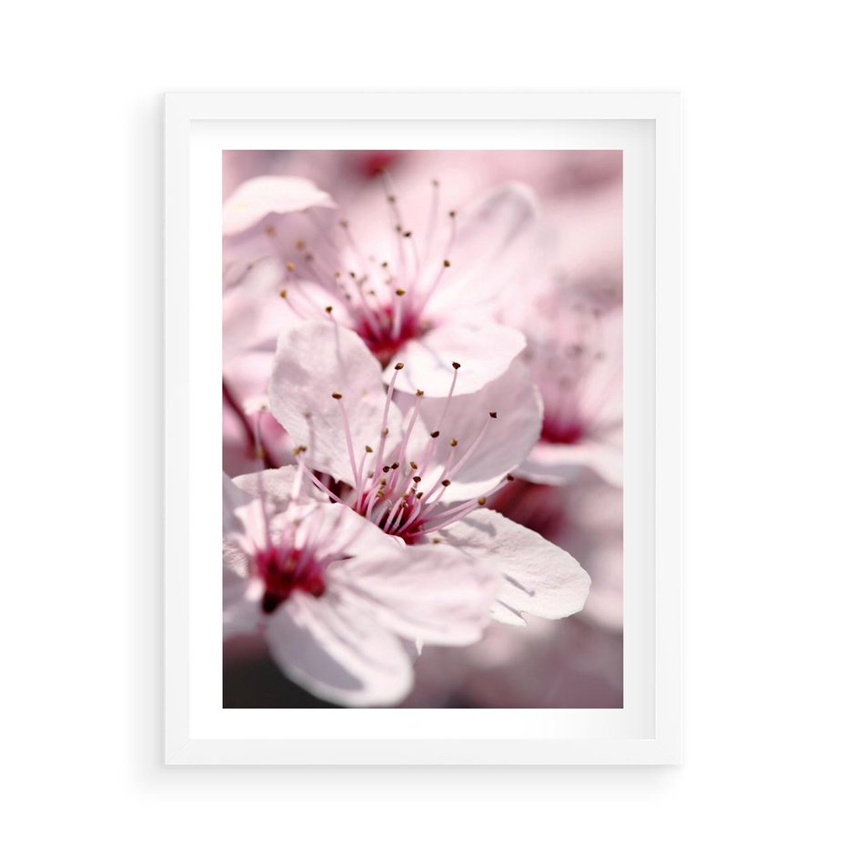 Plakat w ramie 50x70 - Kwitnąca Wiśnia - kwiaty, kwitnąca - rama biała