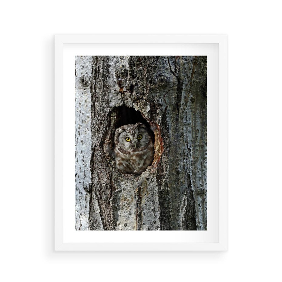 Plakat w ramie 40x50 - Tajemniczy W świecie Nocy - sowa, dziupla - rama biała