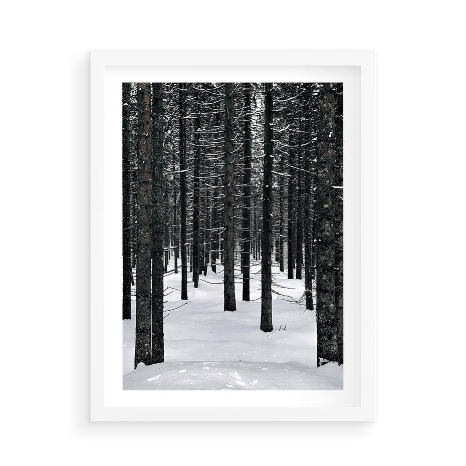 Plakat w ramie 50x70 - Zimowe Drzewa: Śnieg na Pniach - drzew w zimi, pnie drzew - rama biała