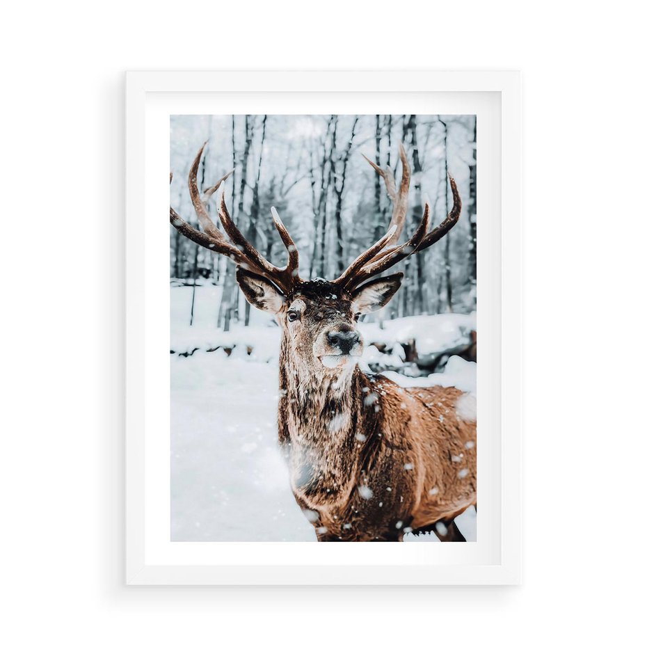 Plakat w ramie 50x70 - Jeleń na Zdjęciu pod Śniegiem - jeleń, zima - rama biała